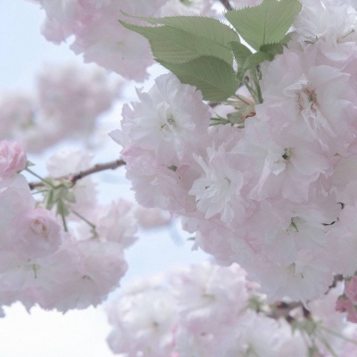 泰宁FurryQQ群介绍